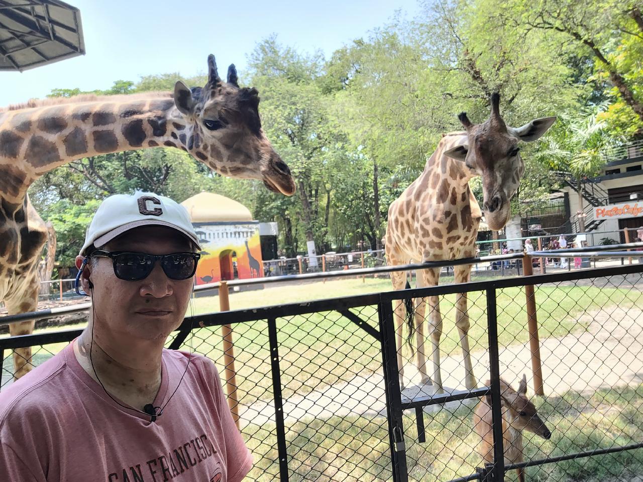 Giraffes